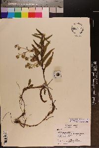 Eurybia surculosa image