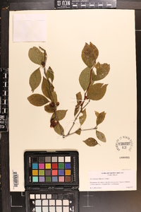 Ilex ambigua image