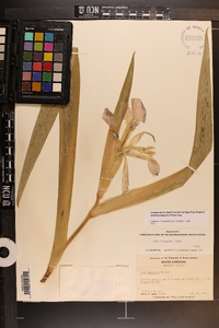 Iris hexagona image