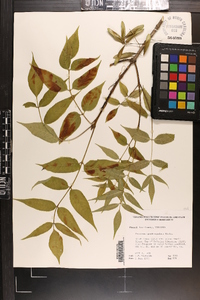 Fraxinus quadrangulata image