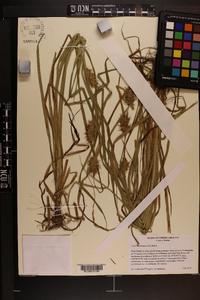 Carex louisianica image