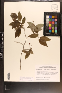 Vaccinium erythrocarpum image