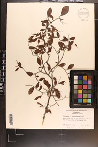 Vaccinium erythrocarpum image