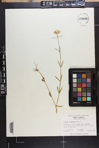 Sabatia quadrangula image