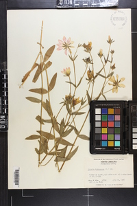 Sabatia dodecandra image