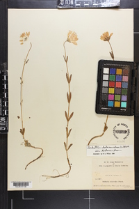 Sabatia dodecandra image