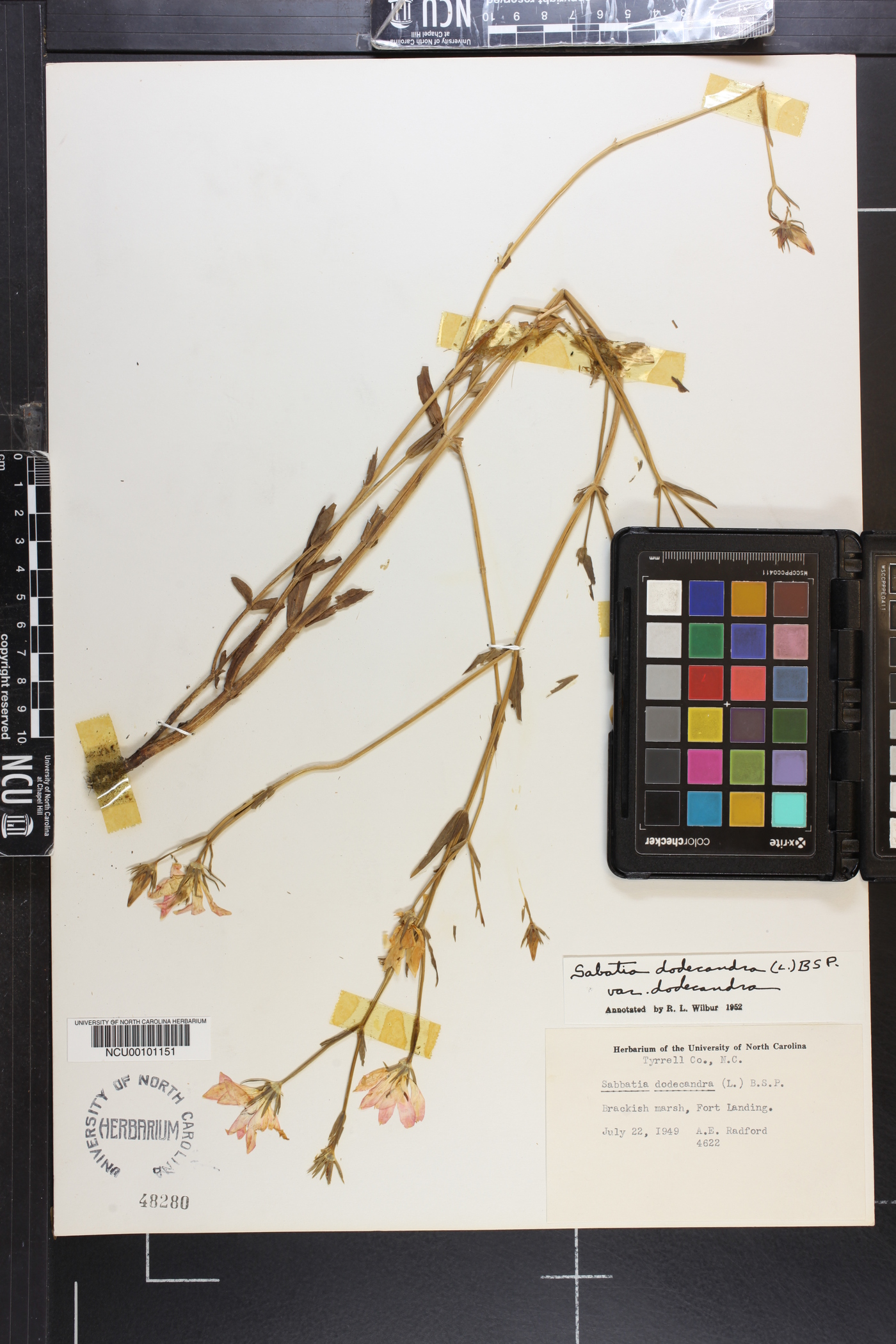 Sabatia dodecandra var. dodecandra image
