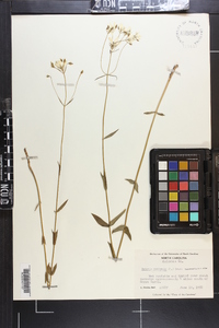 Sabatia difformis image