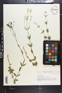 Sabatia difformis image