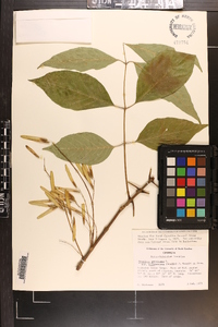 Fraxinus americana var. biltmoreana image