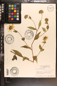 Helianthus divaricatus image