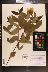 Clematis ochroleuca image