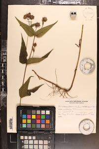 Helianthus divaricatus image