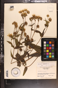 Helianthus divaricatus image