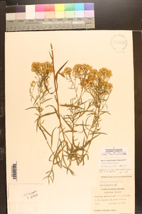 Euthamia weakleyi image