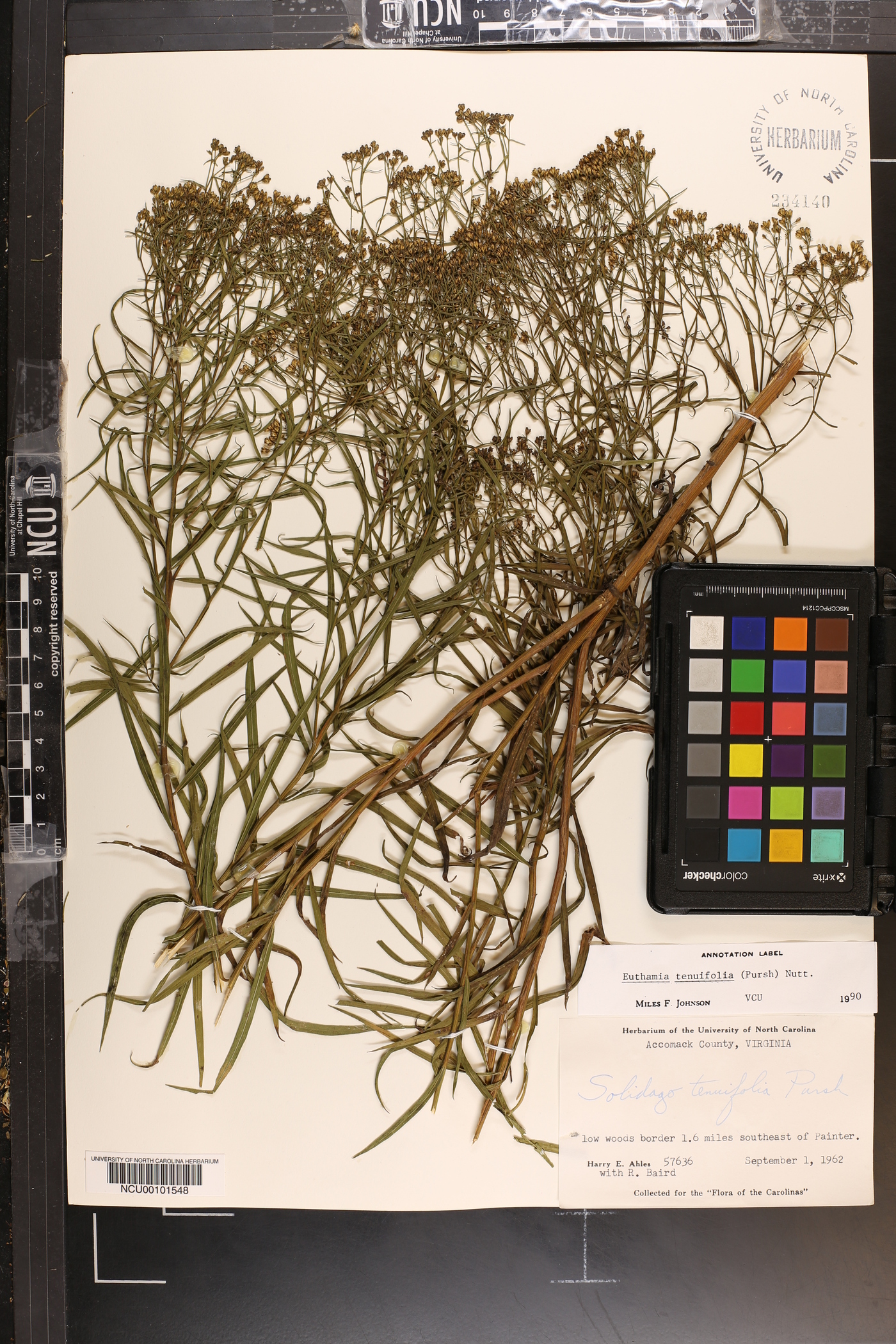 Euthamia floribunda image