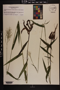 Dichanthelium dichotomum var. nitidum image