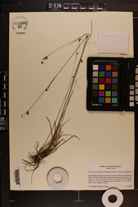 Rhynchospora pinetorum image