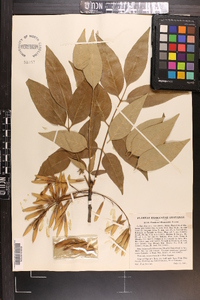 Fraxinus biltmoreana image