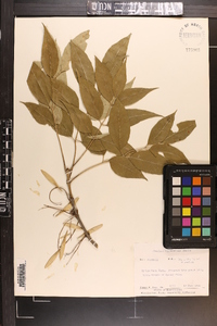 Fraxinus biltmoreana image