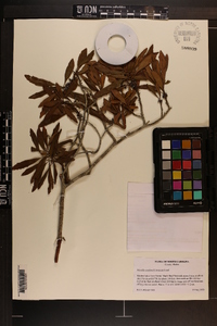 Myrica cerifera image