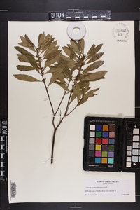 Myrica cerifera image