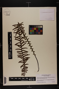 Asplenium platyneuron var. bacculum-rubrum image