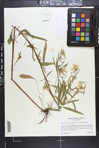 Oenothera fruticosa var. unguiculata image