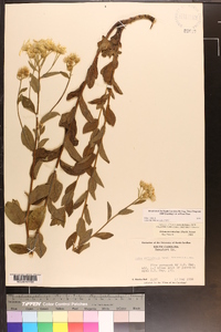 Oclemena reticulata image