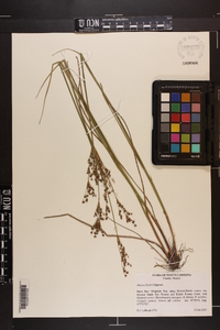 Juncus elliottii image