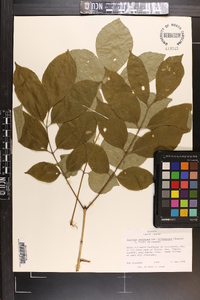 Fraxinus americana var. biltmoreana image