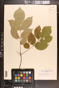 Fraxinus americana var. biltmoreana image