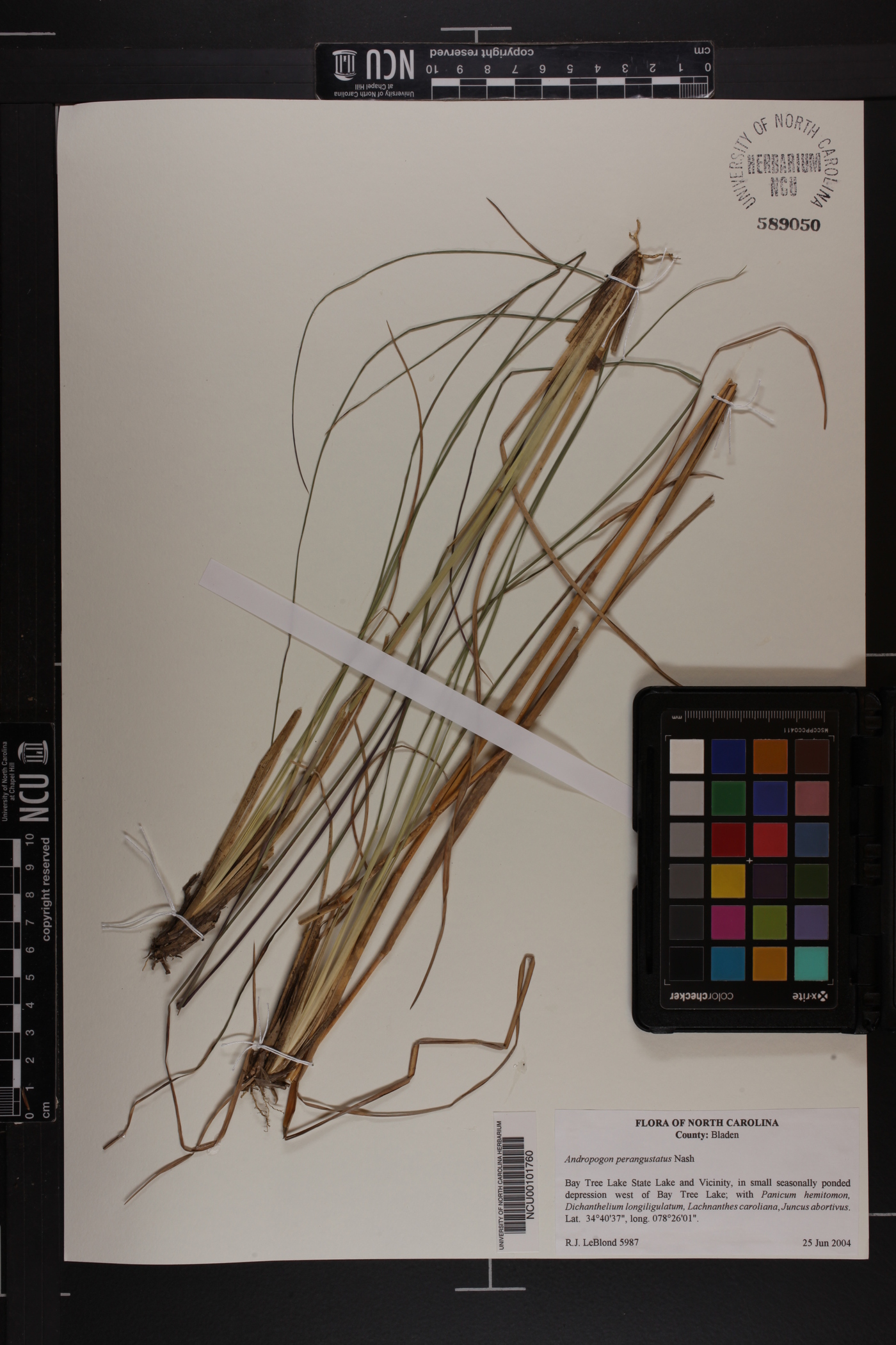 Andropogon perangustatus image