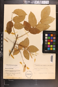 Fraxinus americana var. biltmoreana image
