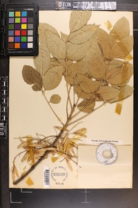 Fraxinus americana var. biltmoreana image