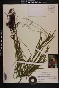 Panicum scabriusculum image
