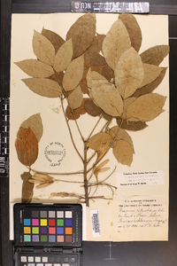 Fraxinus americana var. biltmoreana image