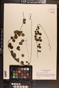 Desmodium lineatum image