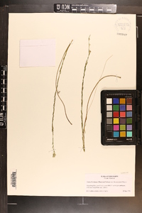 Linum floridanum image