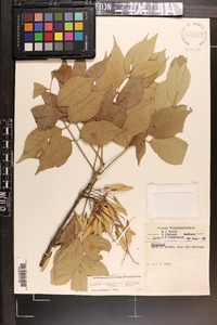 Fraxinus americana var. biltmoreana image