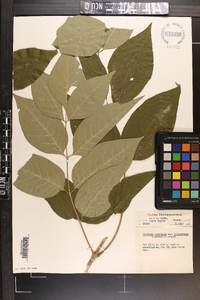 Fraxinus americana var. biltmoreana image