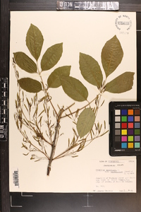 Fraxinus americana var. biltmoreana image