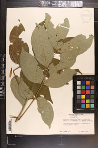 Fraxinus americana var. biltmoreana image