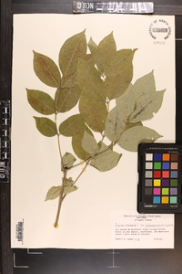 Fraxinus americana var. biltmoreana image