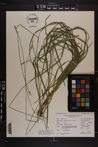 Carex muehlenbergii var. enervis image