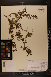 Berberis canadensis image