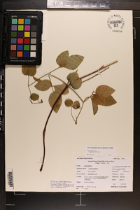 Clematis cumberlandensis image