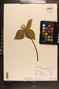 Trillium luteum image