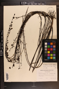 Agalinis linifolia image