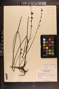 Agalinis linifolia image